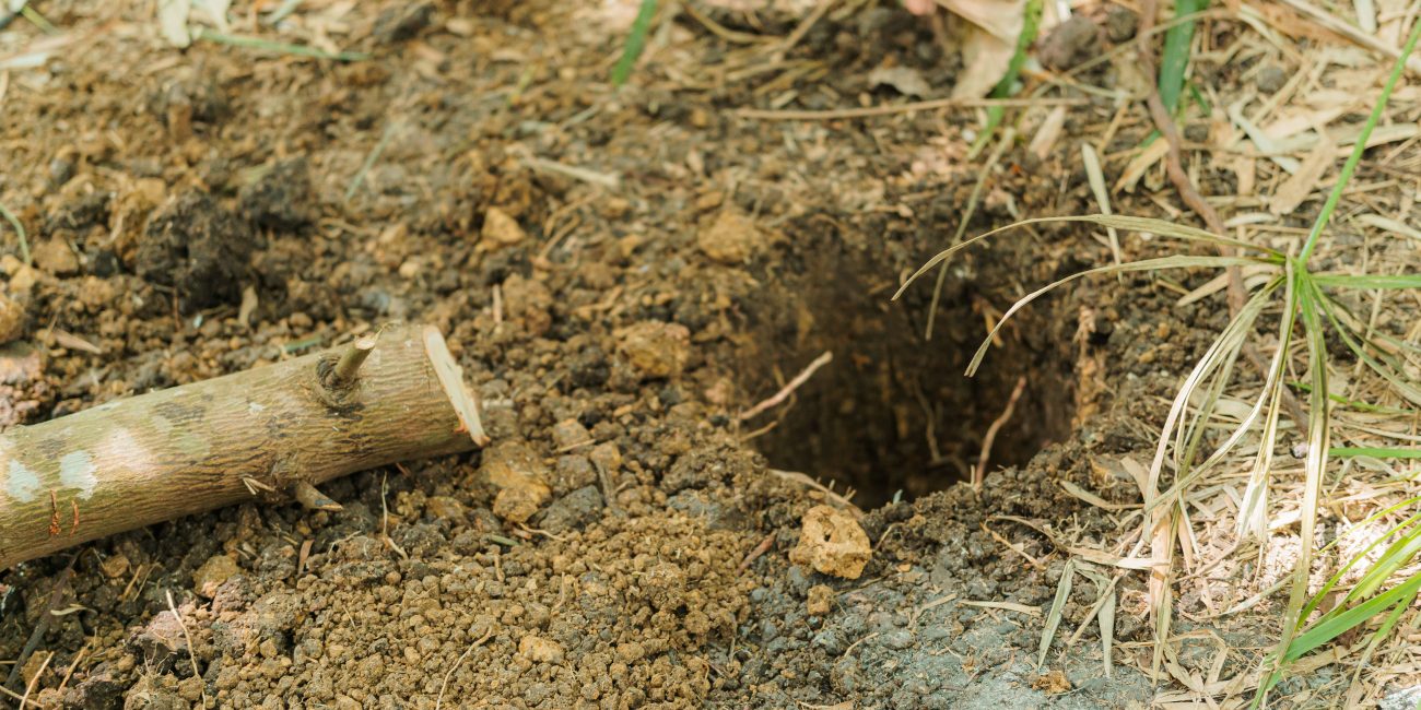 Image d'un trou fraîchement creusé dans le sol du jardin entouré d'herbe et d'un petit bâton à proximité.