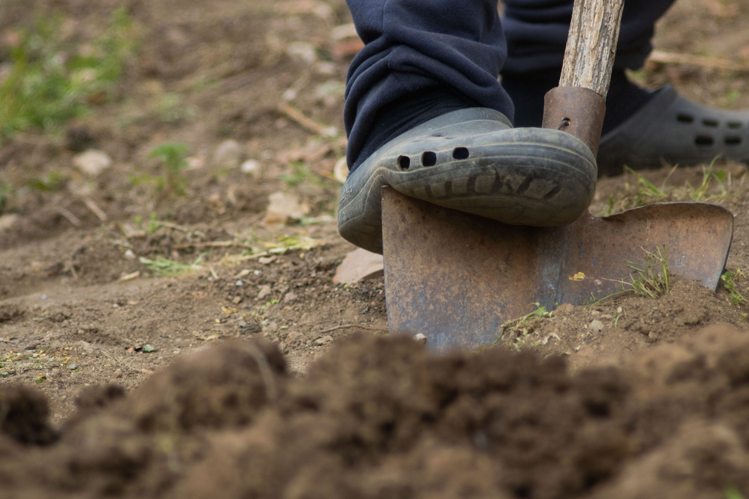 Guide complet des dégâts causés par les trous du jardin