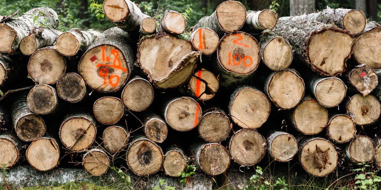A stack of tree logs with measurements marked, surrounded by a lush forest. Une pile de bûches avec des mesures marquées, entourée d'une forêt luxuriante.