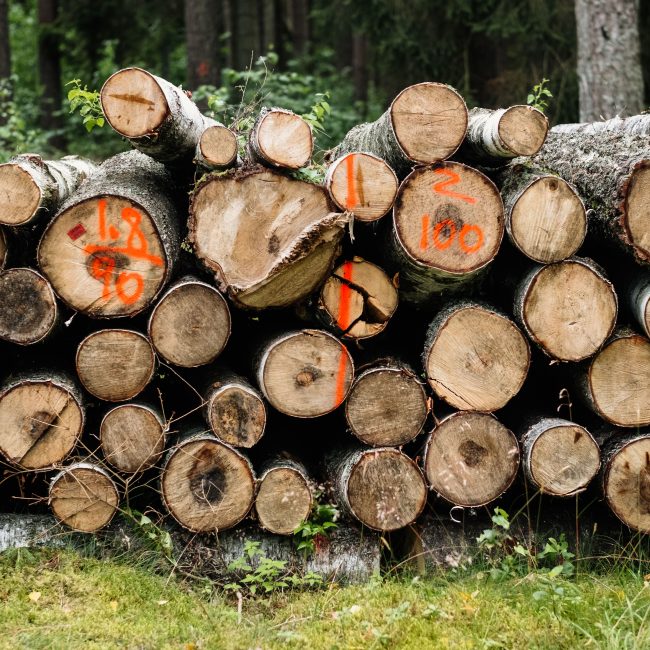 A stack of tree logs with measurements marked, surrounded by a lush forest. Une pile de bûches avec des mesures marquées, entourée d'une forêt luxuriante.