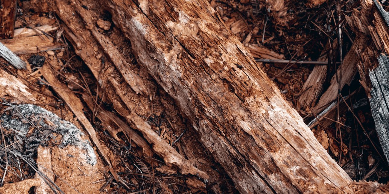 Detailed image of a decaying wooden log showing texture and natural decay. Image détaillée d'une bûche en bois en décomposition montrant la texture et la décadence naturelle.