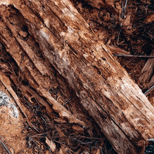 Detailed image of a decaying wooden log showing texture and natural decay. Image détaillée d'une bûche en bois en décomposition montrant la texture et la décadence naturelle.