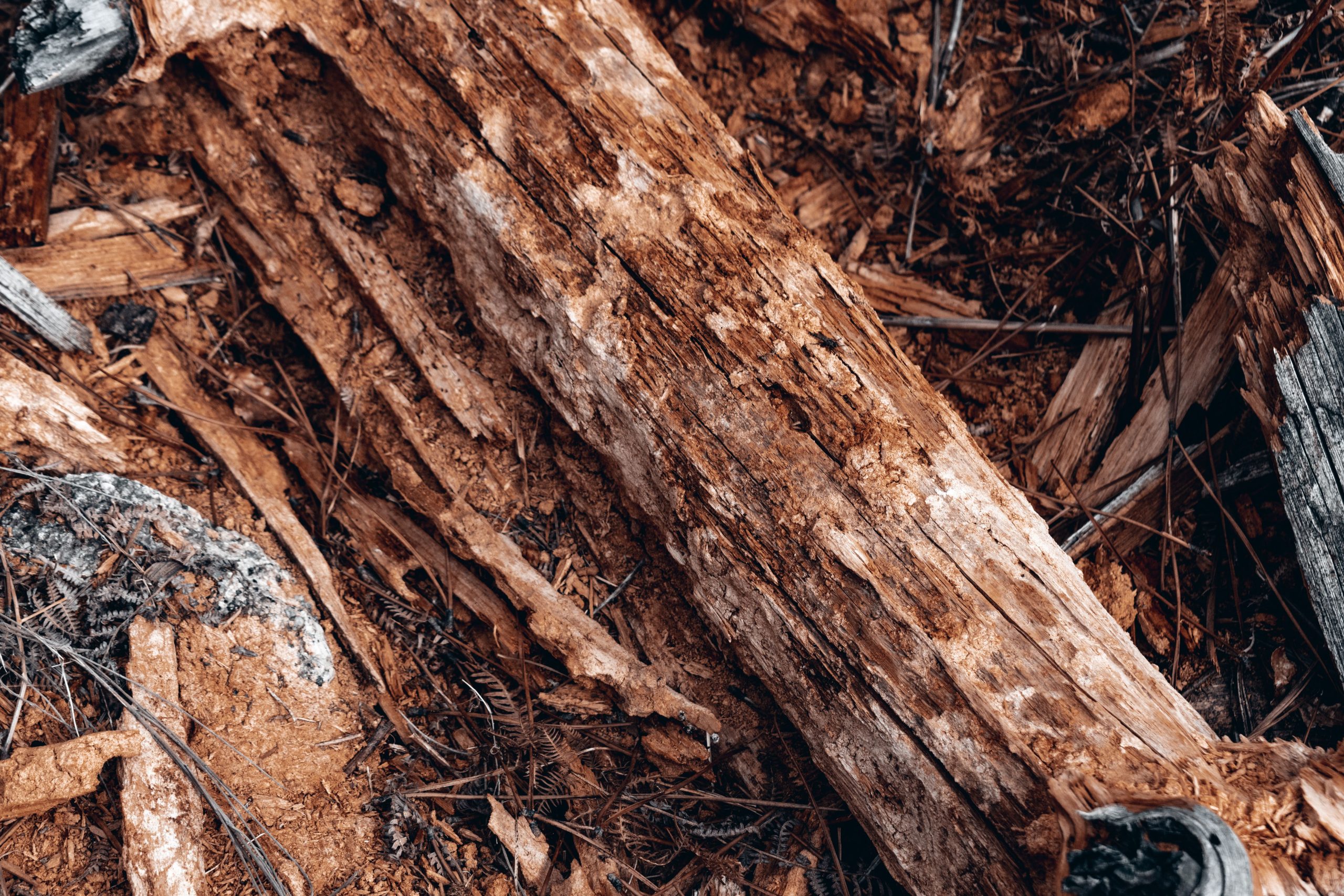 Detailed image of a decaying wooden log showing texture and natural decay. Image détaillée d'une bûche en bois en décomposition montrant la texture et la décadence naturelle.