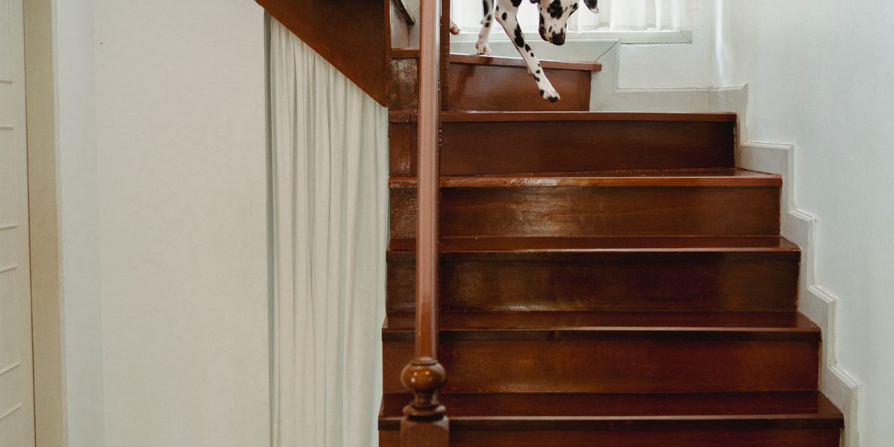Dalmatian dog going down a polished wooden staircase inside a bright home. Un chien dalmatien descendant un escalier en bois poli à l'intérieur d'une maison lumineuse.