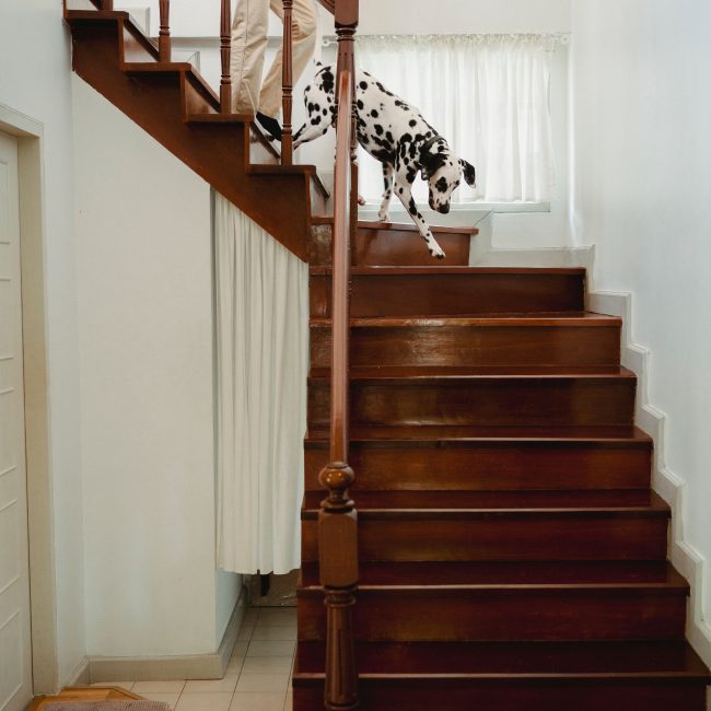 Dalmatian dog going down a polished wooden staircase inside a bright home. Un chien dalmatien descendant un escalier en bois poli à l'intérieur d'une maison lumineuse.
