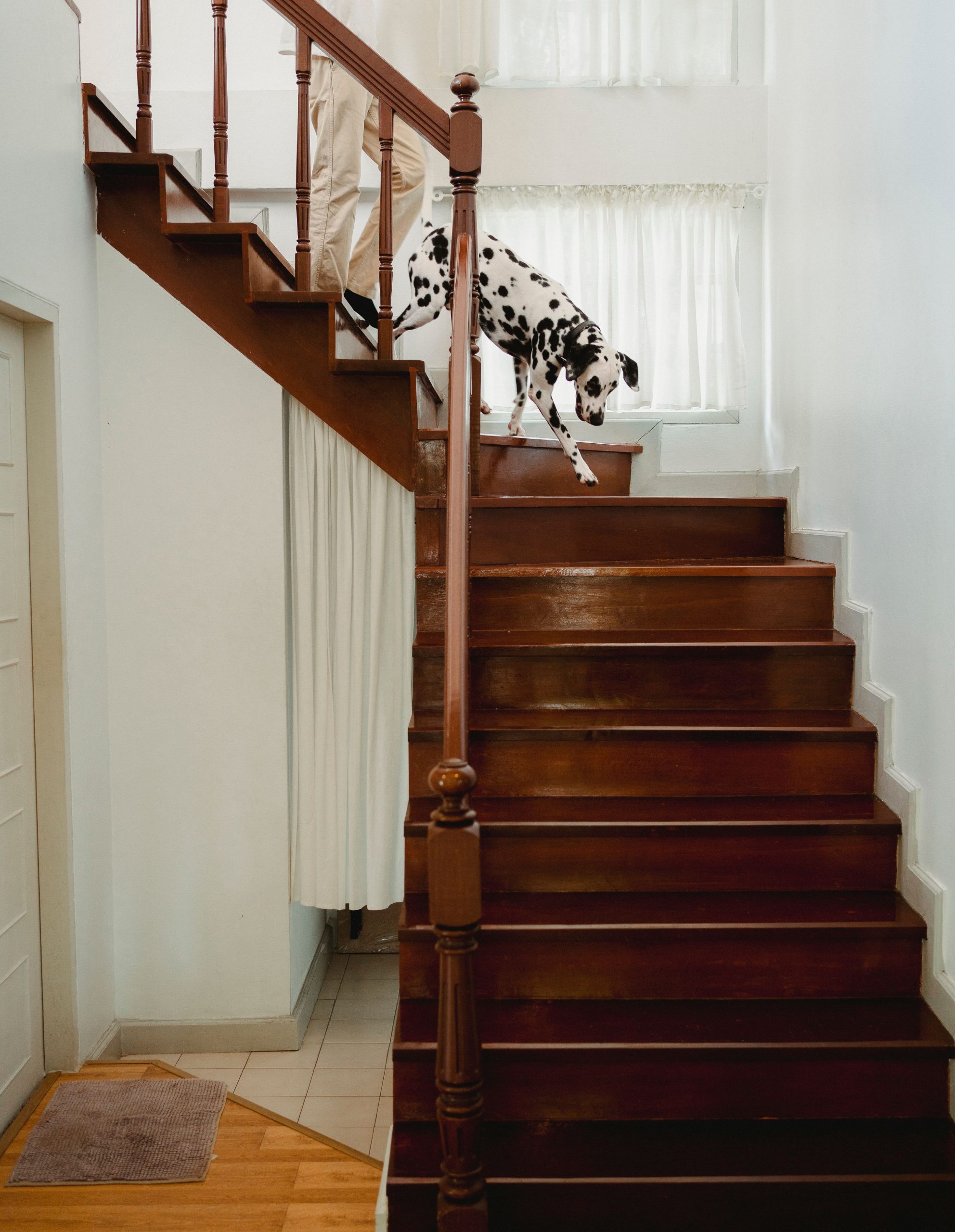 Dalmatian dog going down a polished wooden staircase inside a bright home. Un chien dalmatien descendant un escalier en bois poli à l'intérieur d'une maison lumineuse.