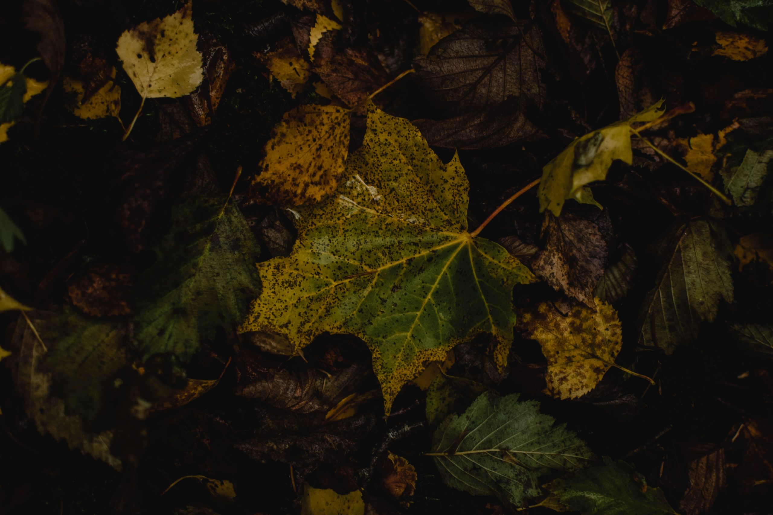 Causes et solutions du jaunissement des feuilles