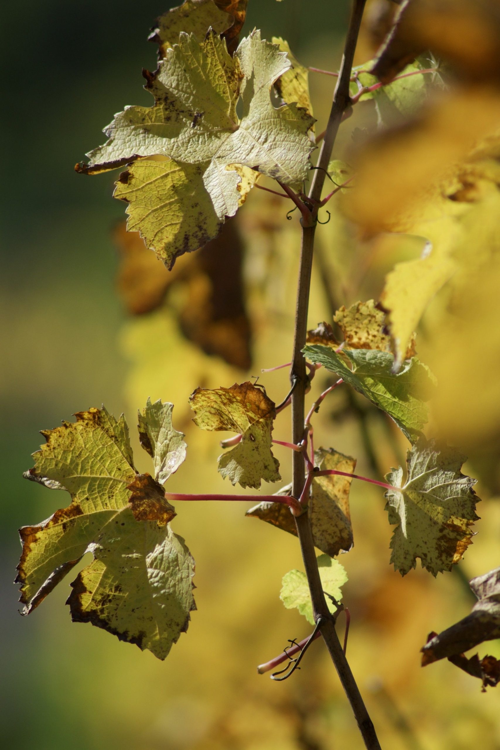 Solutions pour sauver une feuille qui jaunit