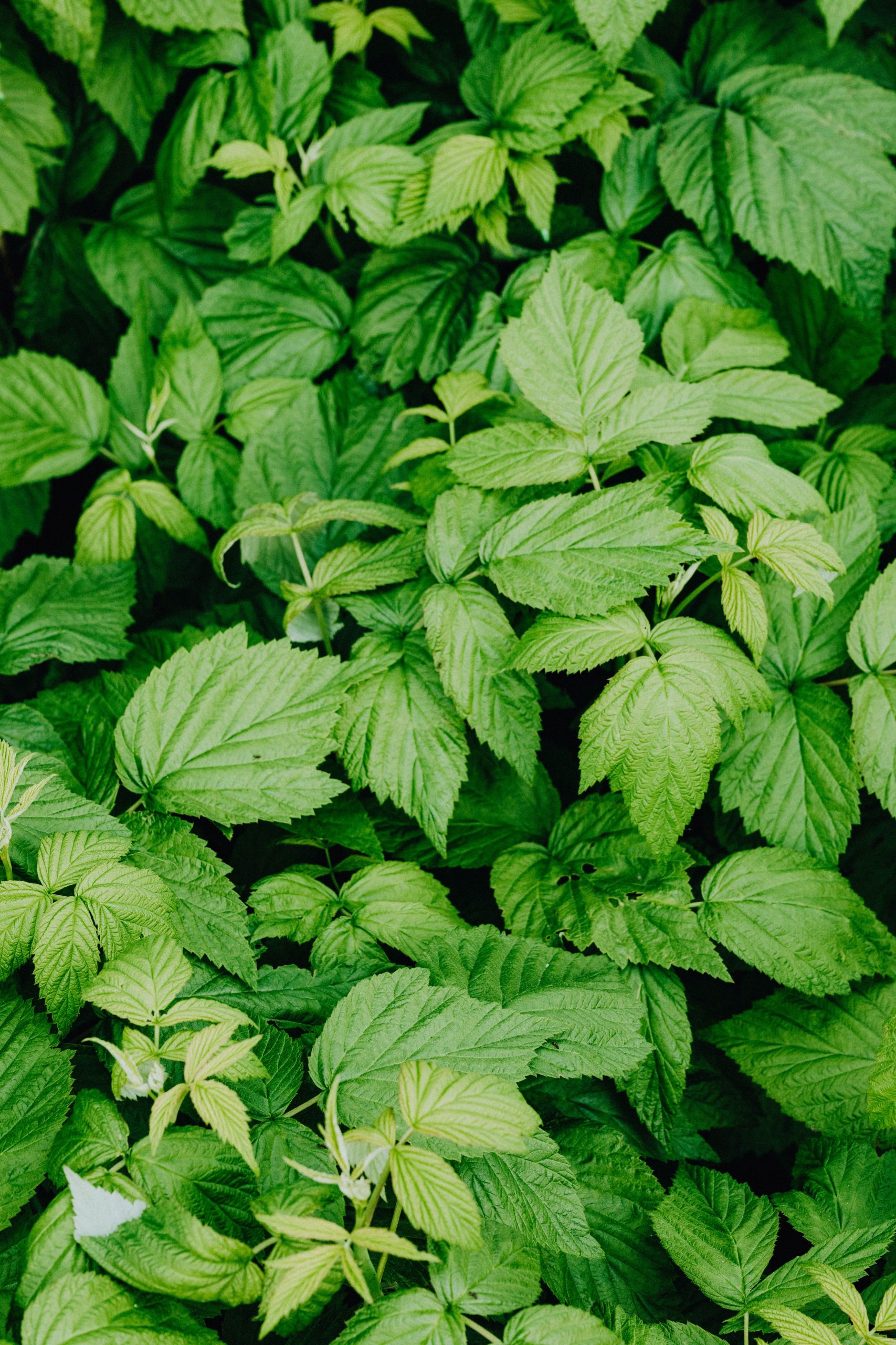 Guide complet pour planter un framboisier