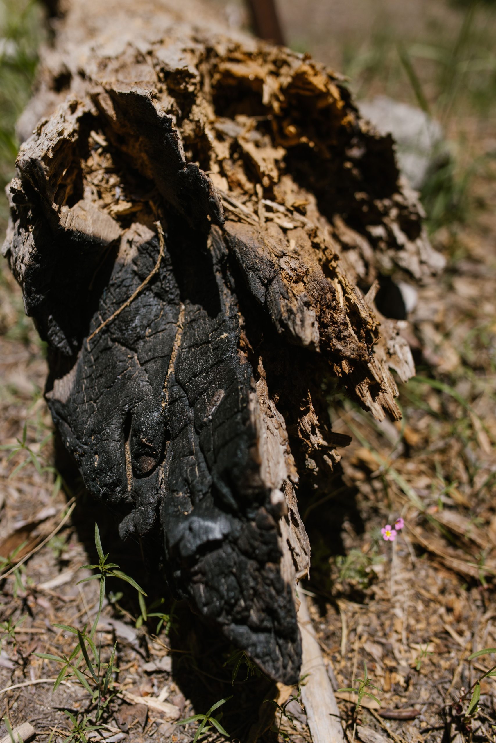 Mérule bois de chauffage traitement et élimination