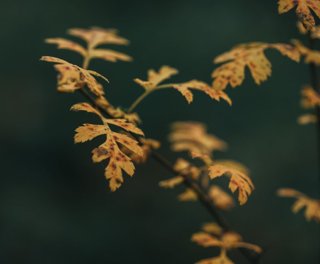 Yellow leaves with orange and brown blotches located on thin branch of oak against dark green background in evening Feuilles jaunes avec des taches orange et marron situées sur une fine branche de chêne sur un fond vert foncé en soirée