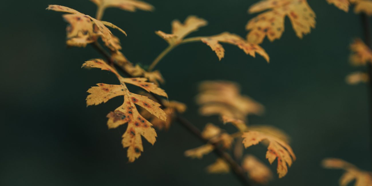 Yellow leaves with orange and brown blotches located on thin branch of oak against dark green background in evening Feuilles jaunes avec des taches orange et marron situées sur une fine branche de chêne sur un fond vert foncé en soirée