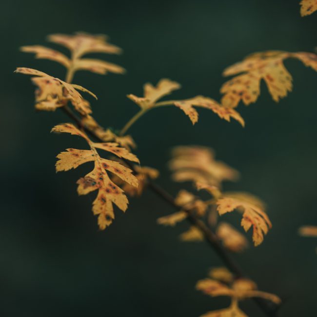Yellow leaves with orange and brown blotches located on thin branch of oak against dark green background in evening Feuilles jaunes avec des taches orange et marron situées sur une fine branche de chêne sur un fond vert foncé en soirée