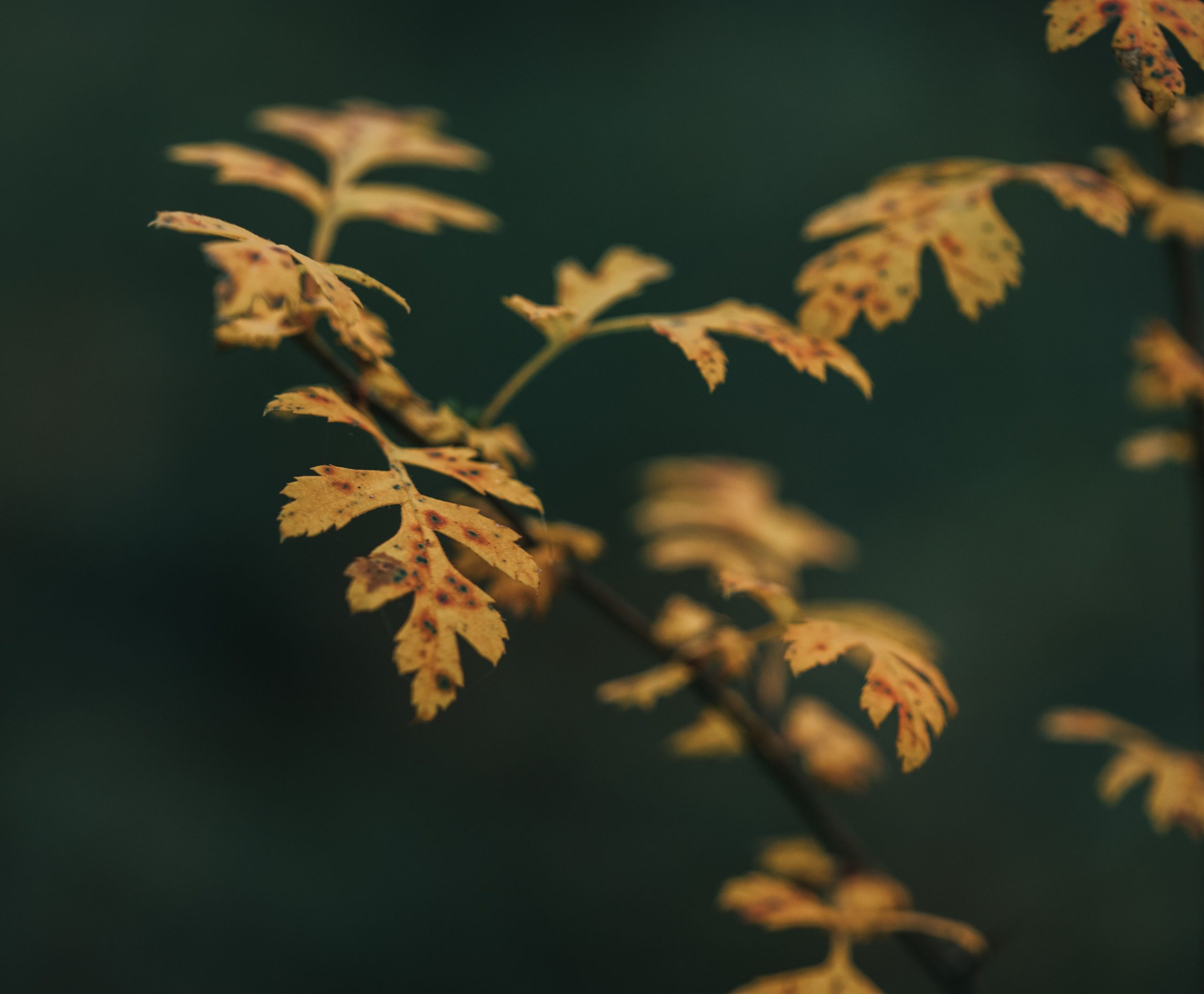 Yellow leaves with orange and brown blotches located on thin branch of oak against dark green background in evening Feuilles jaunes avec des taches orange et marron situées sur une fine branche de chêne sur un fond vert foncé en soirée