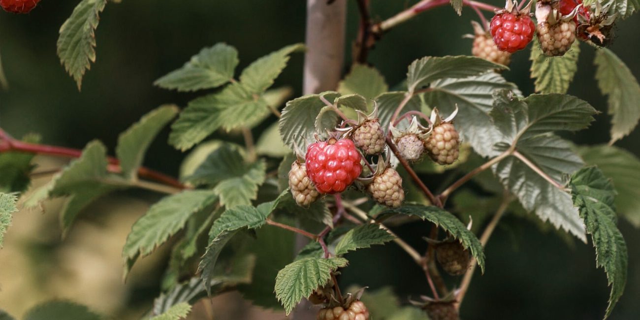 Close-up of ripening raspberries on a vine. Perfect for healthy eating concepts. Gros plan sur des framboises en maturation sur un cep. Parfait pour les concepts d'alimentation saine.