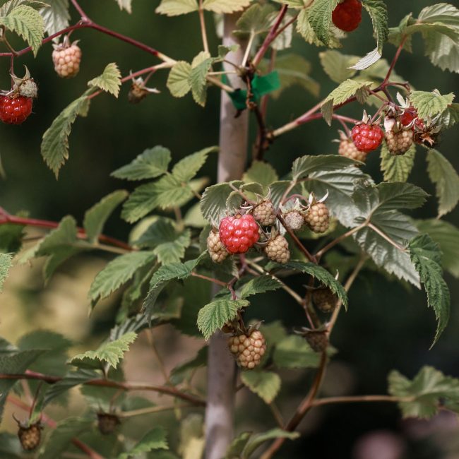 Close-up of ripening raspberries on a vine. Perfect for healthy eating concepts. Gros plan sur des framboises en maturation sur un cep. Parfait pour les concepts d'alimentation saine.