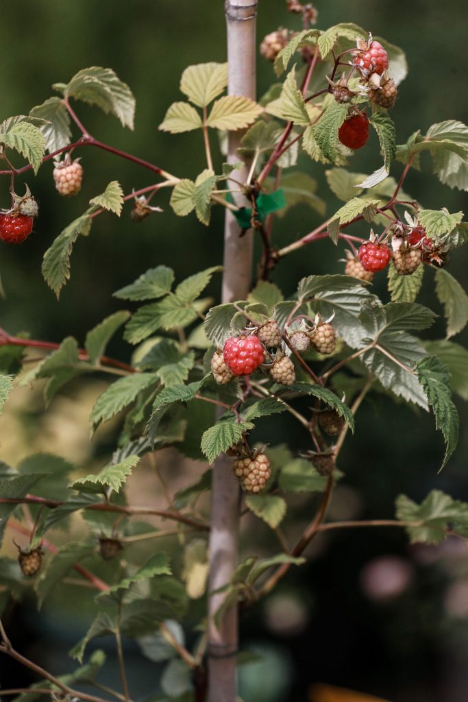 Close-up of ripening raspberries on a vine. Perfect for healthy eating concepts. Gros plan sur des framboises en maturation sur un cep. Parfait pour les concepts d'alimentation saine.