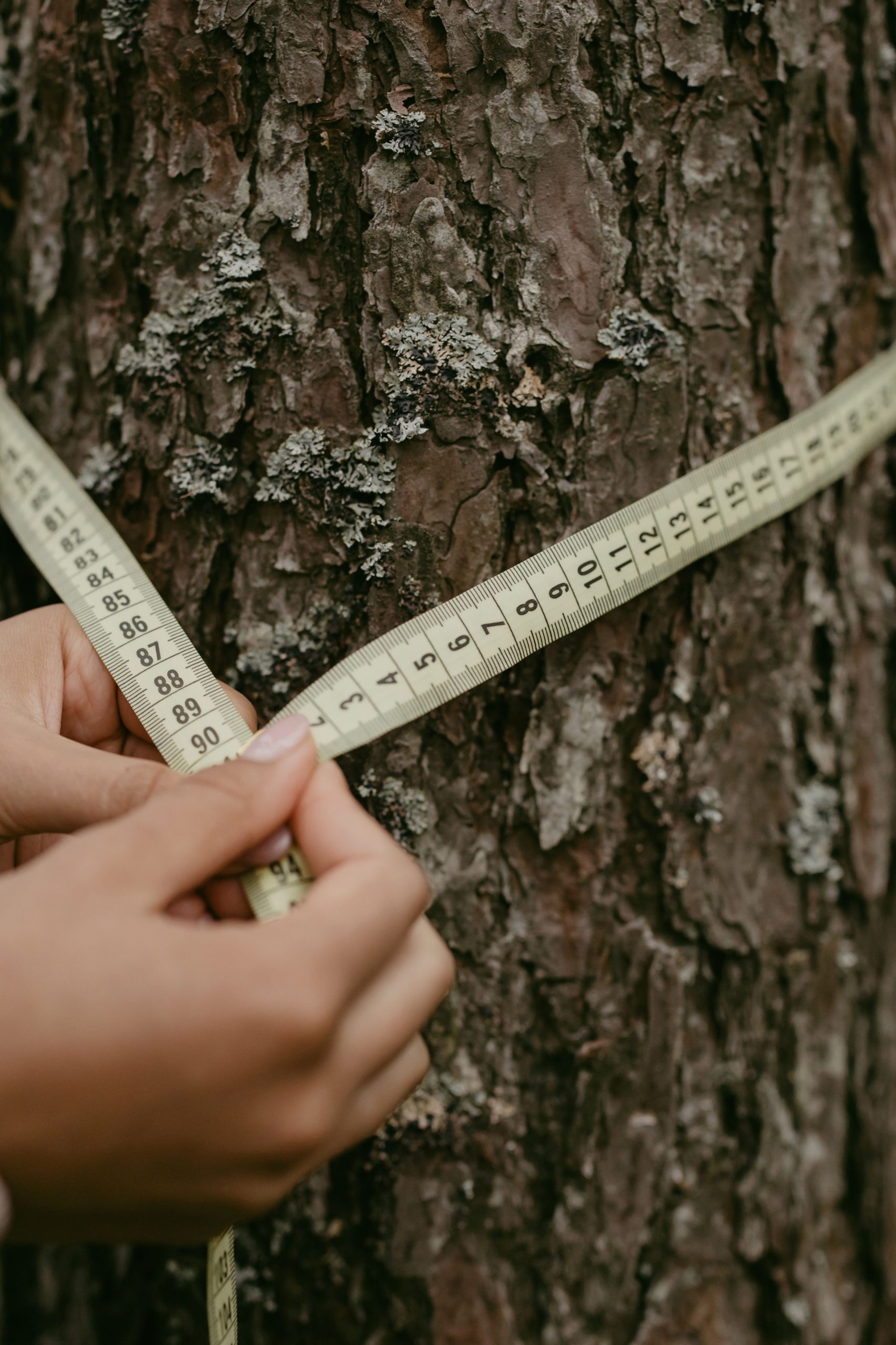 Stère de bois - Calcul guide complet