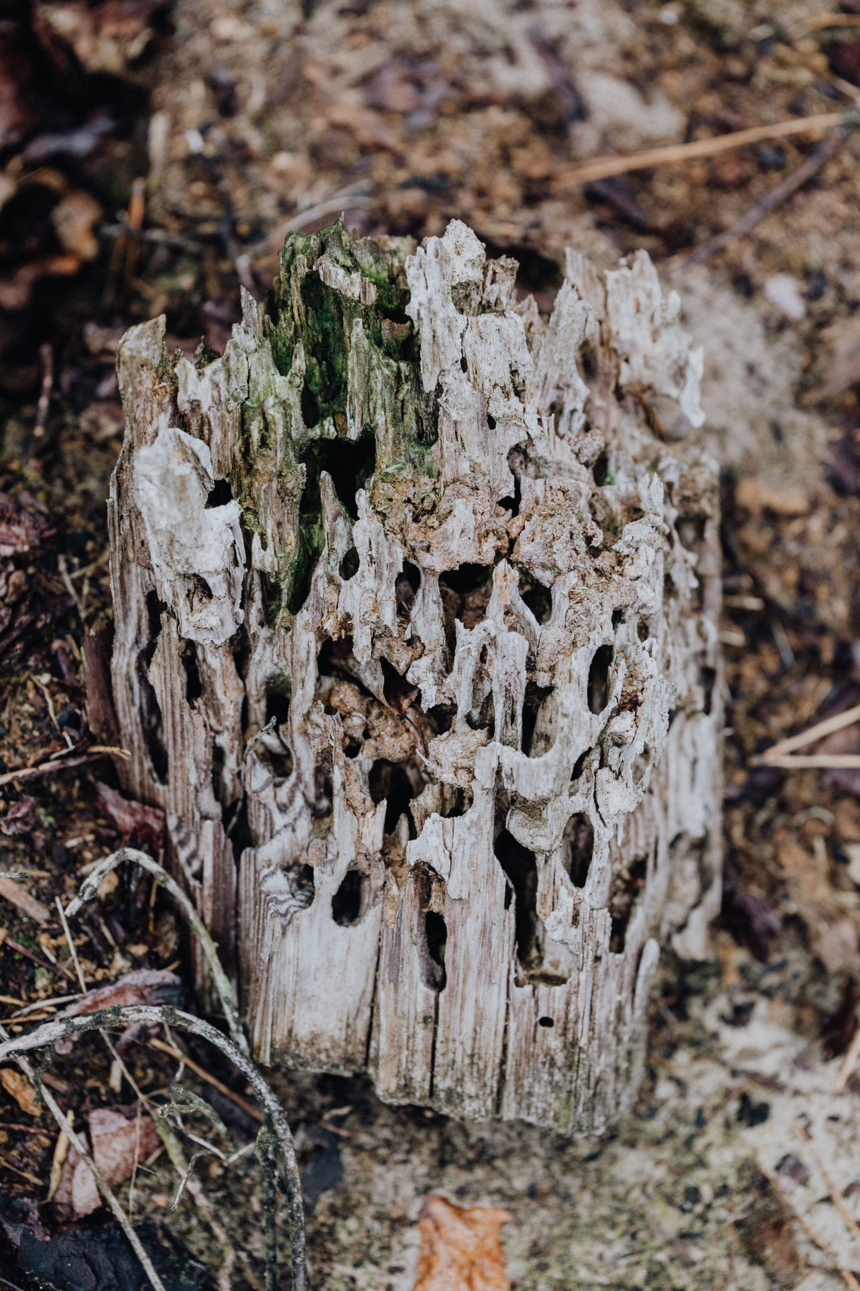 Traiter la mérule sur bois de chauffage