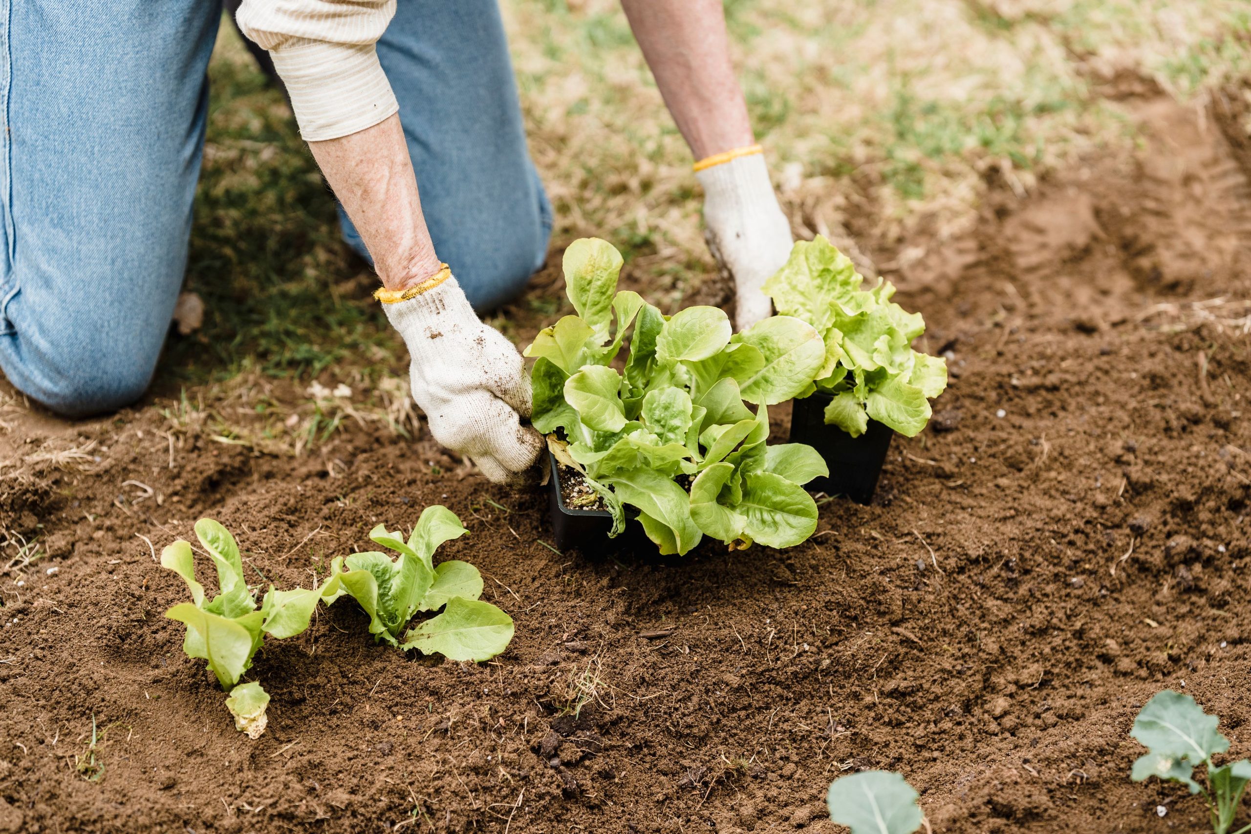 Apport d'engrais au pied d'une plante en pot
