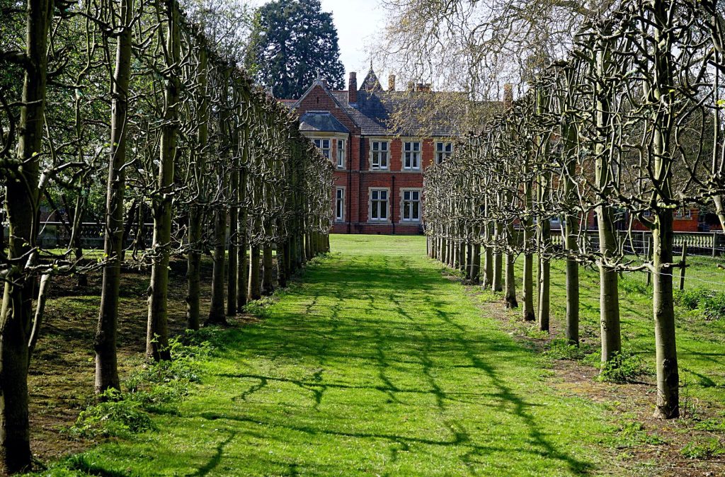 Allée d'arbres taillés dans un jardin