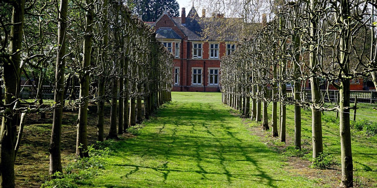 Allée d'arbres taillés dans un jardin