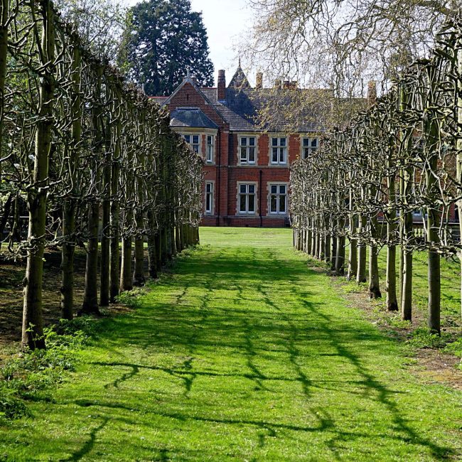 Allée d'arbres taillés dans un jardin