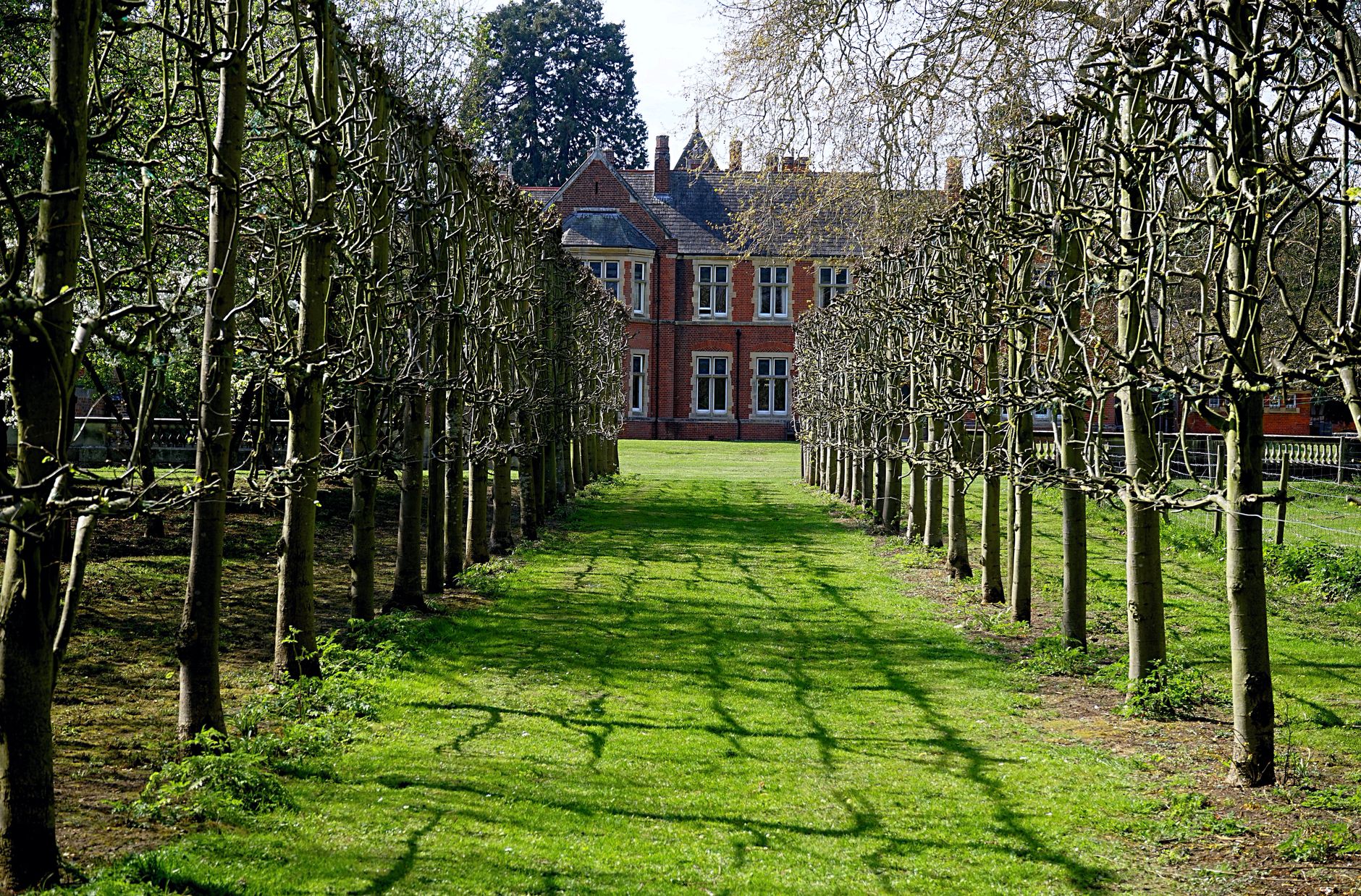 Allée d'arbres taillés dans un jardin