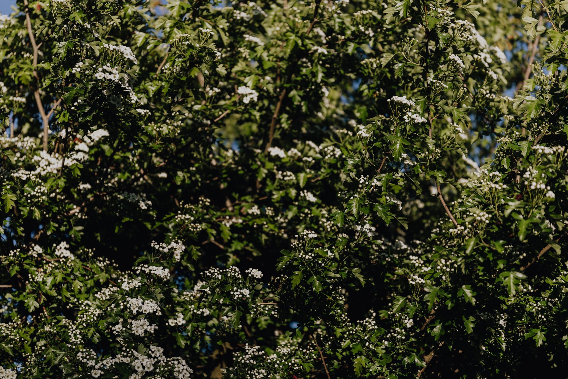 Jeunes plants au feuillage vert en terre