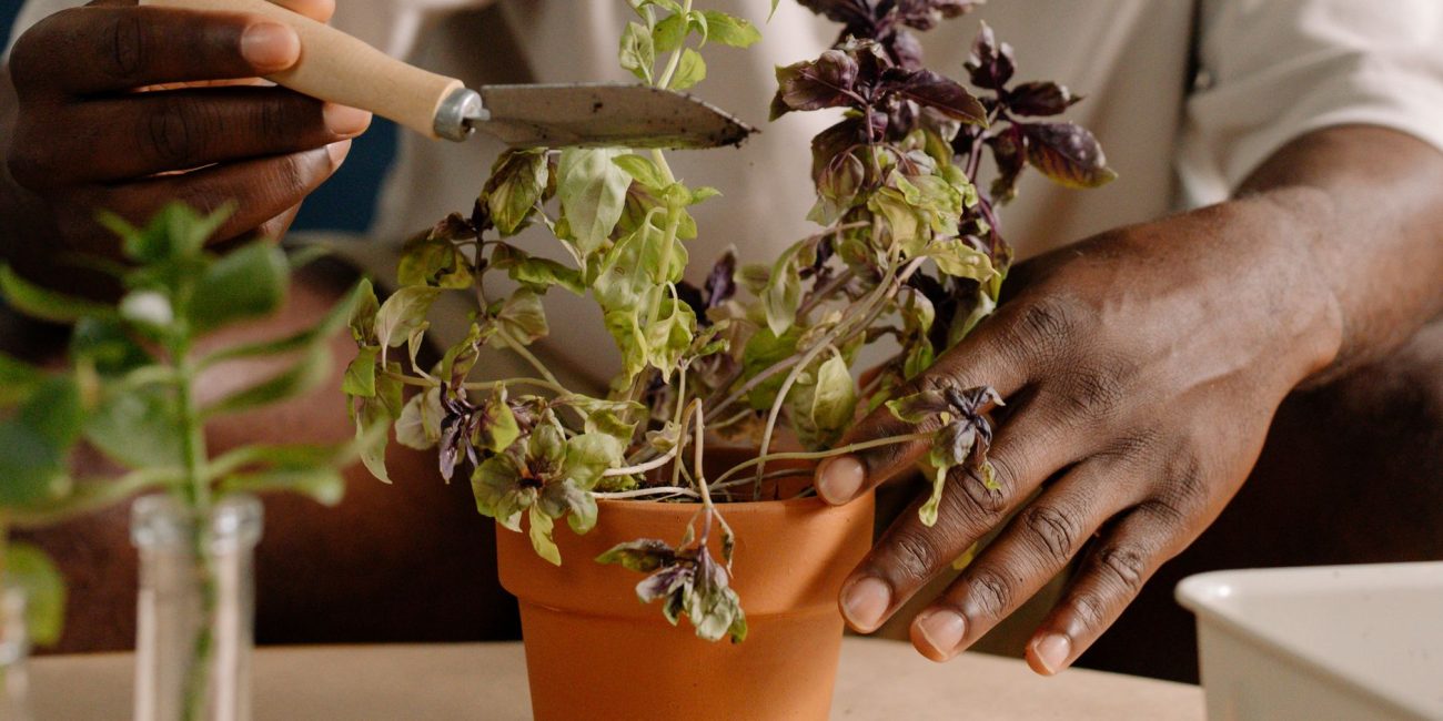 Basilic en pot en terre cuite entretenu à la main
