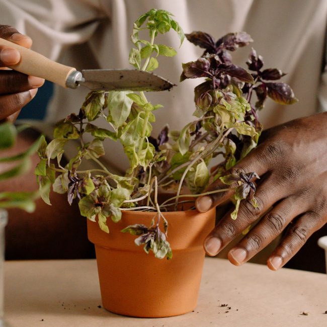 Basilic en pot en terre cuite entretenu à la main