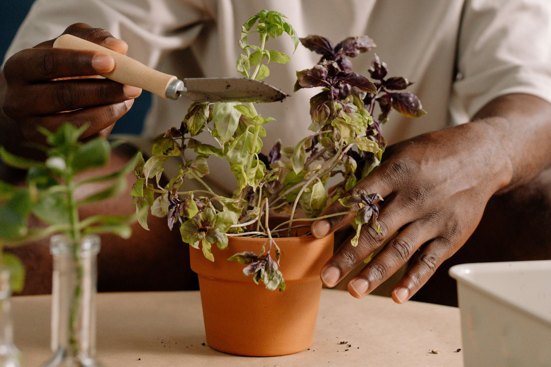 Basilic en pot en terre cuite entretenu à la main