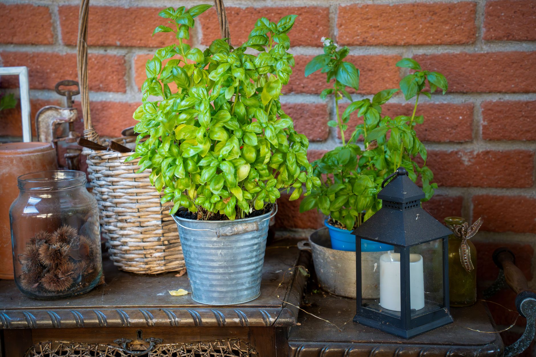 Pots de basilic installés sur une table de terrasse ensoleillée
