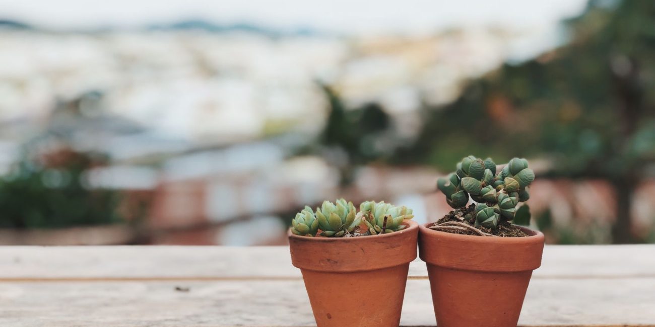 Pots en terre cuite avec plantes, exemple de drainage réussi