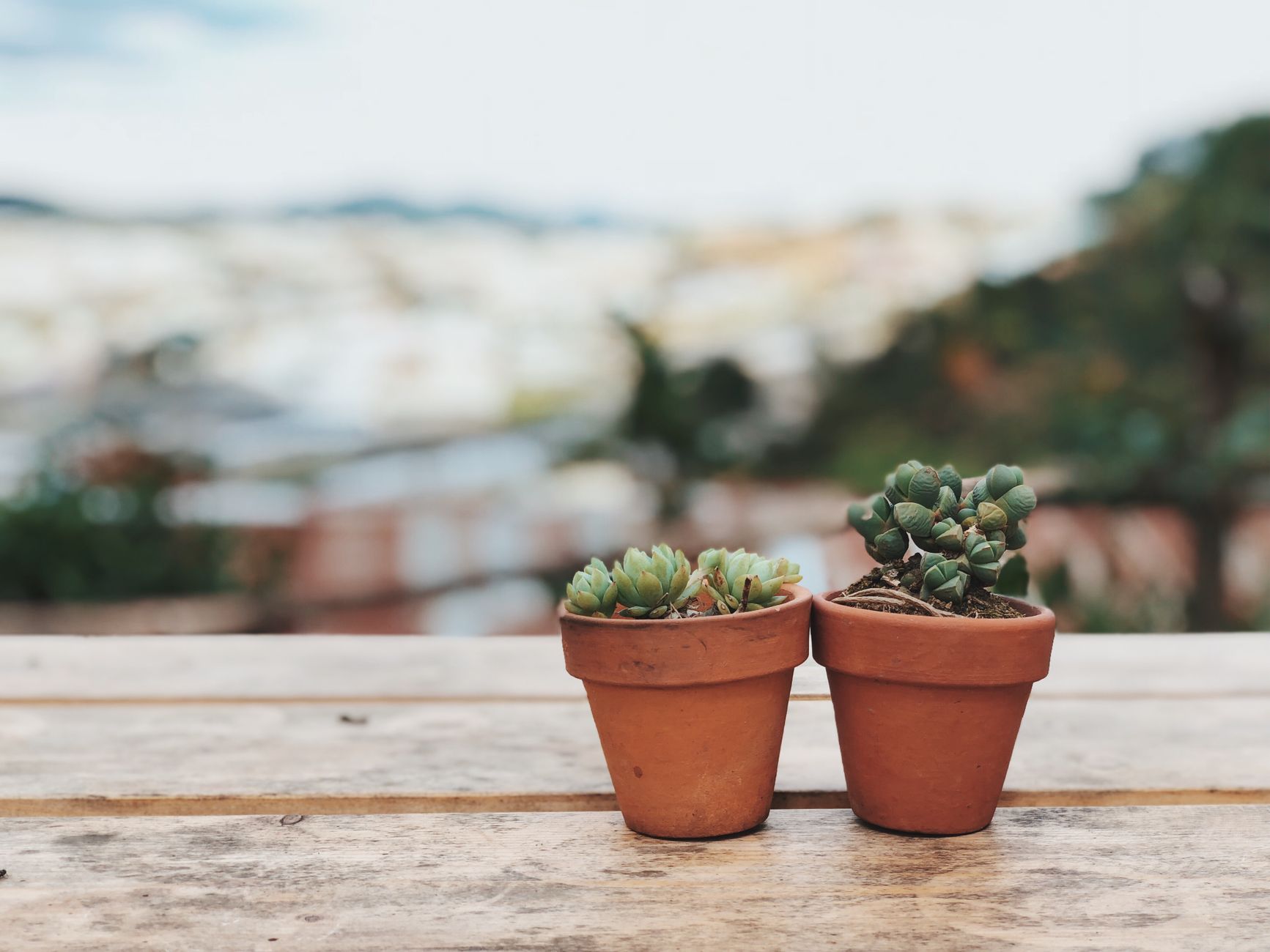 Pots en terre cuite avec plantes, exemple de drainage réussi