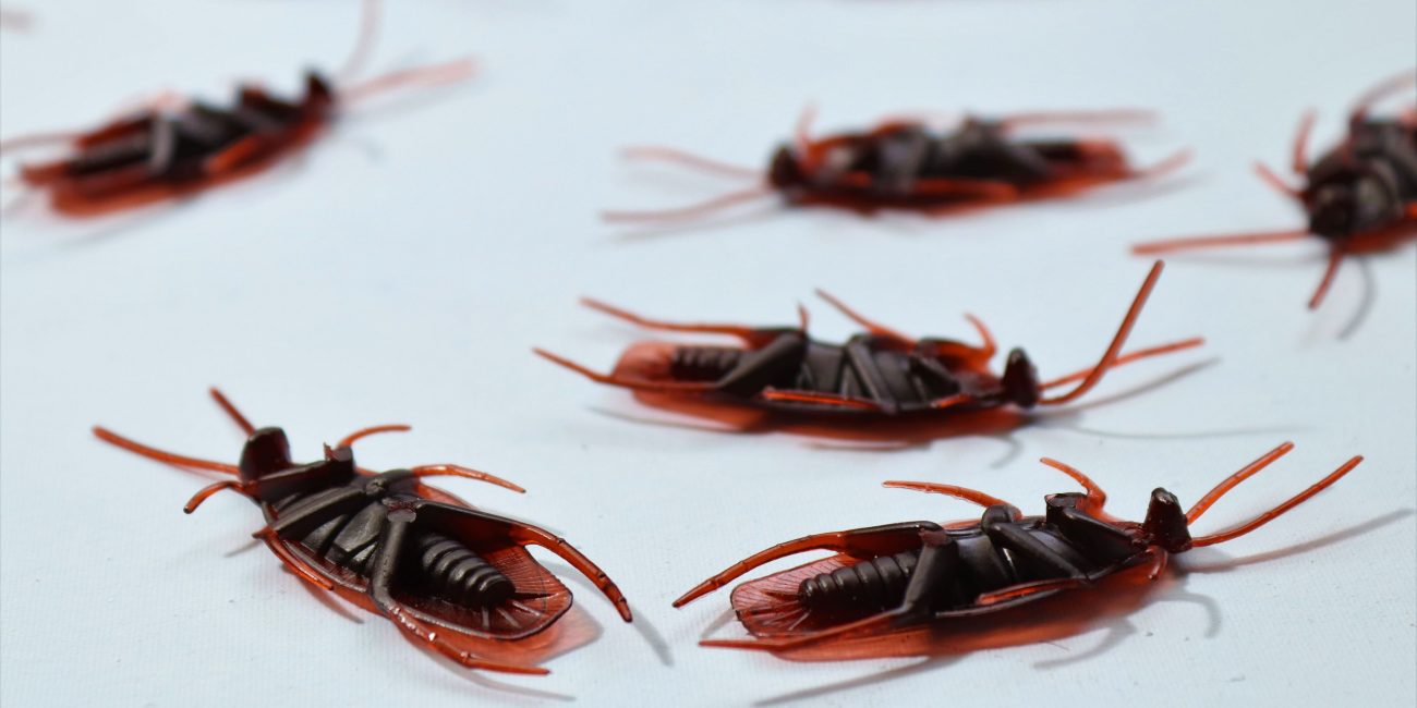 Cafards morts apres traitement insecticide