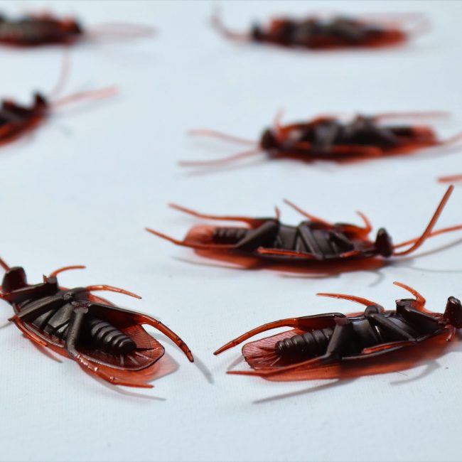 Cafards morts apres traitement insecticide