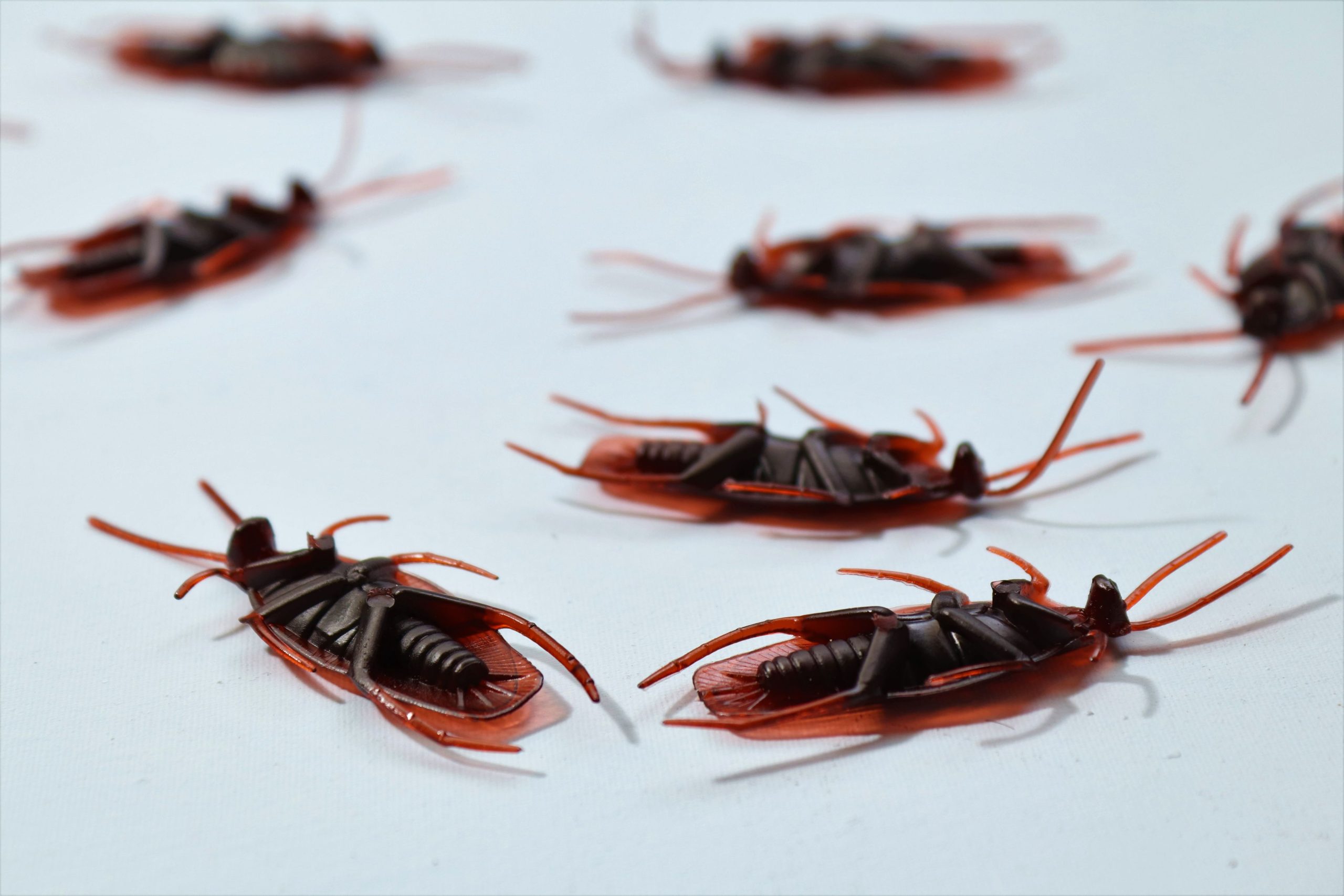 Cafards morts apres traitement insecticide