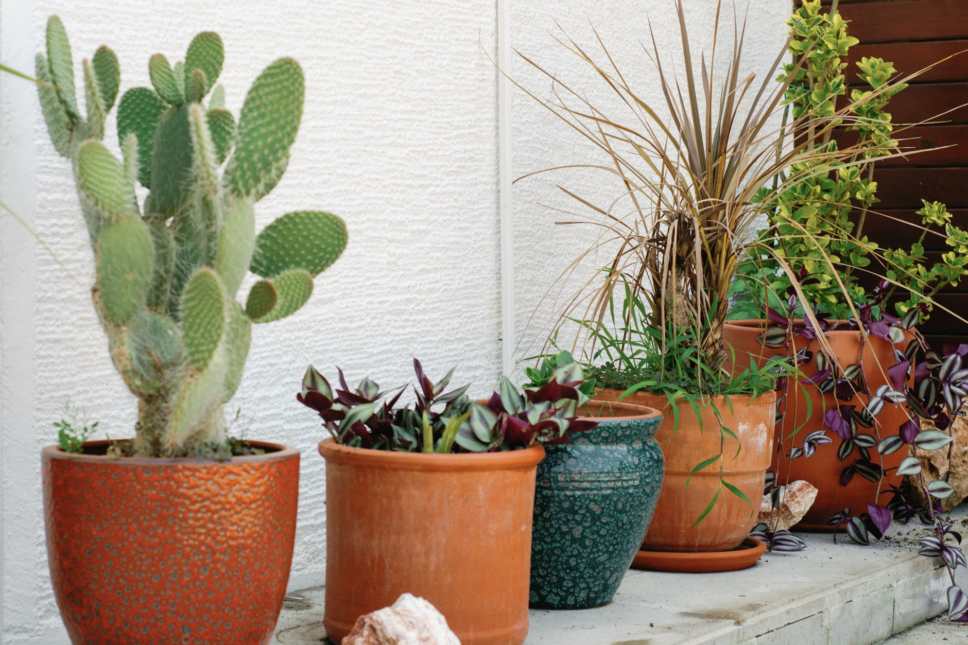 Cactus et plantes grasses en pots sur une terrasse ensoleillée