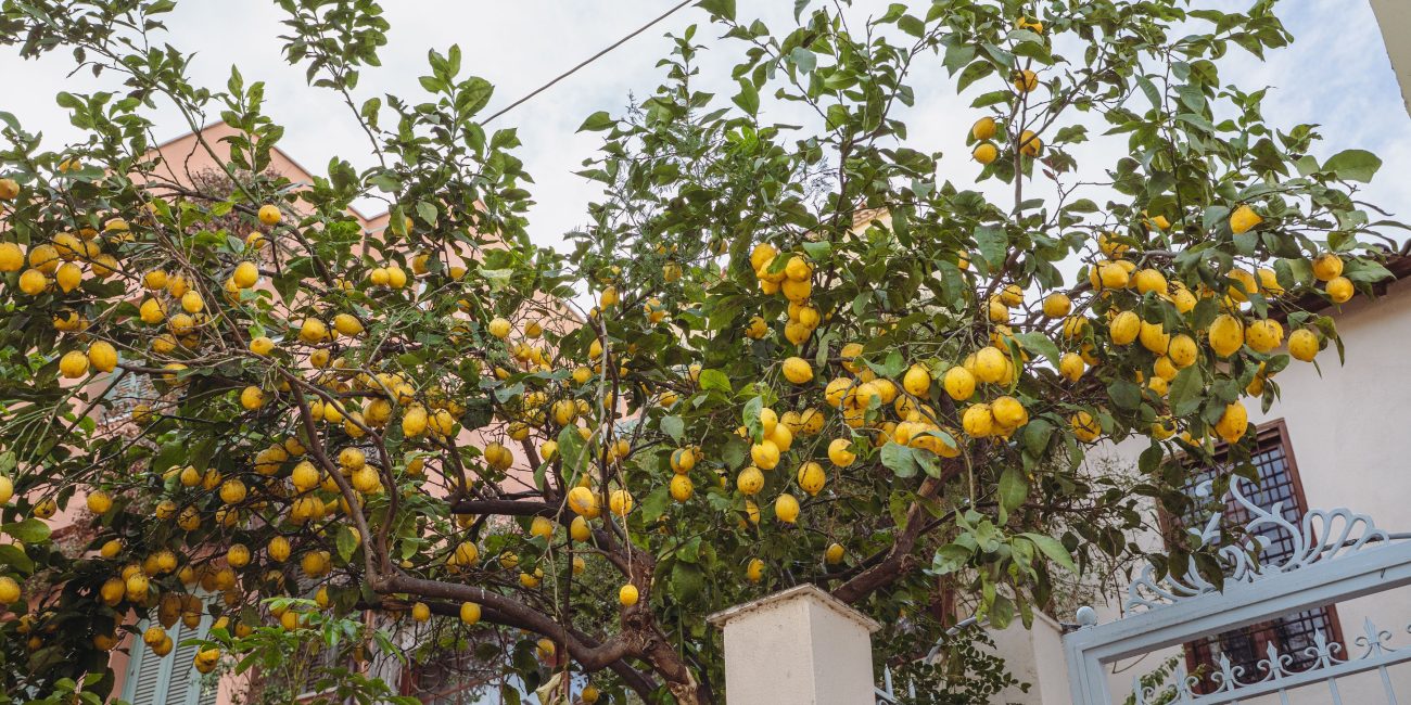 Citronnier en pot au soleil sur une terrasse