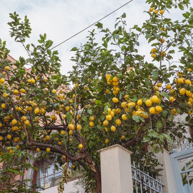 Citronnier en pot au soleil sur une terrasse