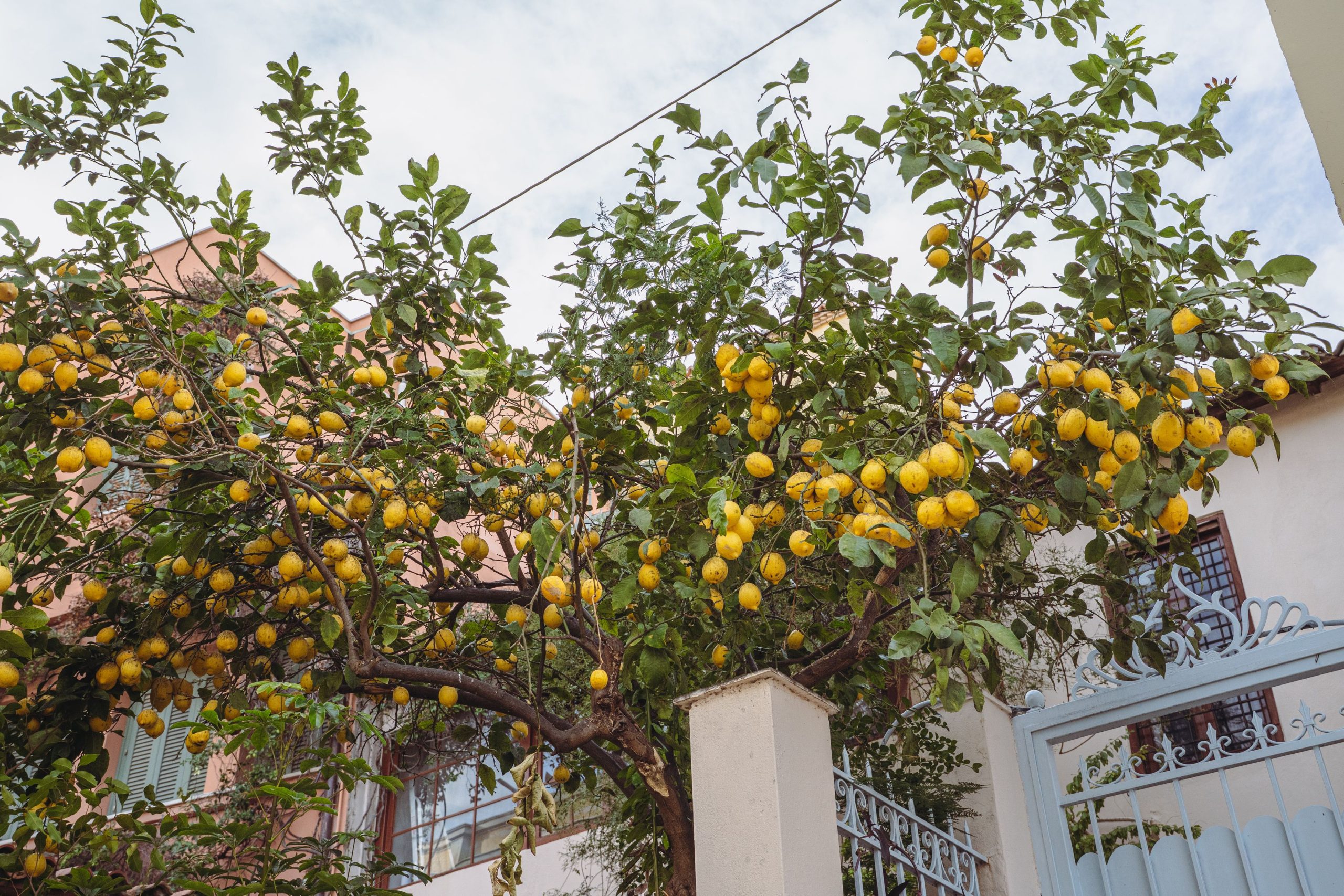 Citronnier en pot au soleil sur une terrasse