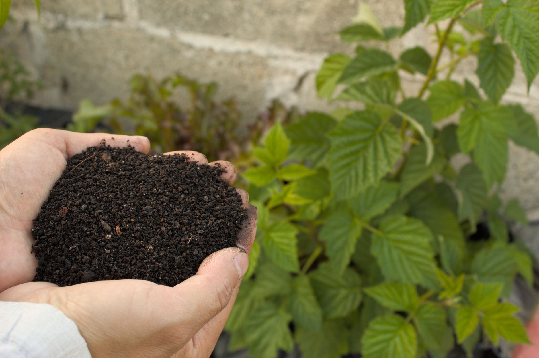 Des mains tiennent du compost mûr au-dessus du jardin
