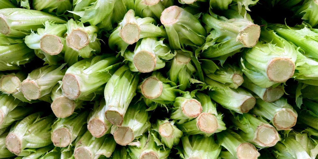 Endives fraîches empilées avant le forçage