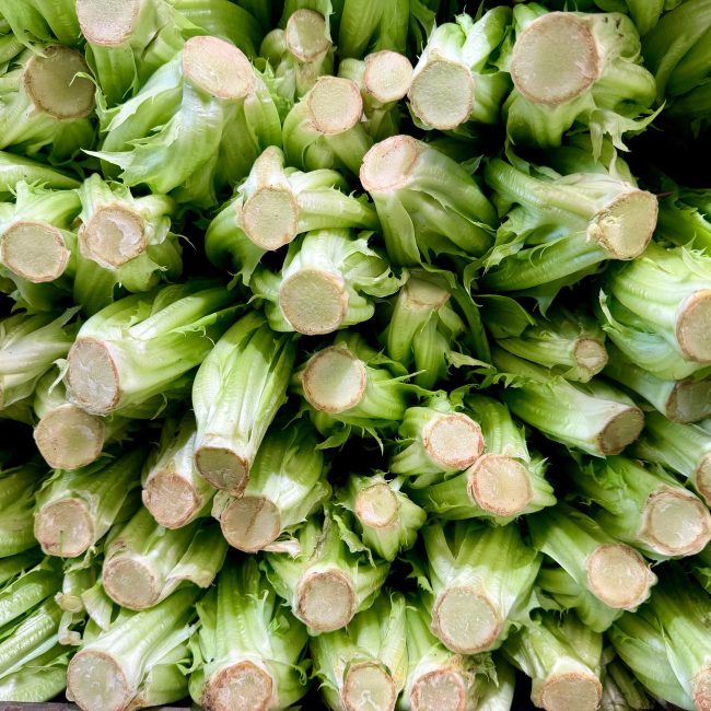Endives fraîches empilées avant le forçage