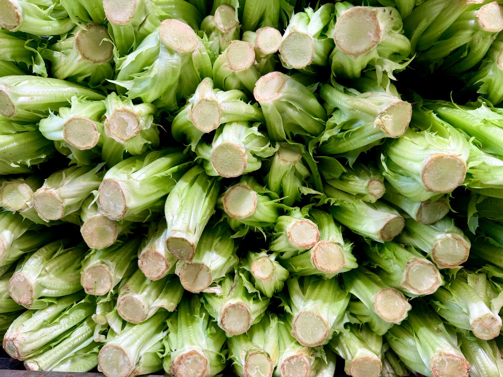 Endives fraîches empilées avant le forçage