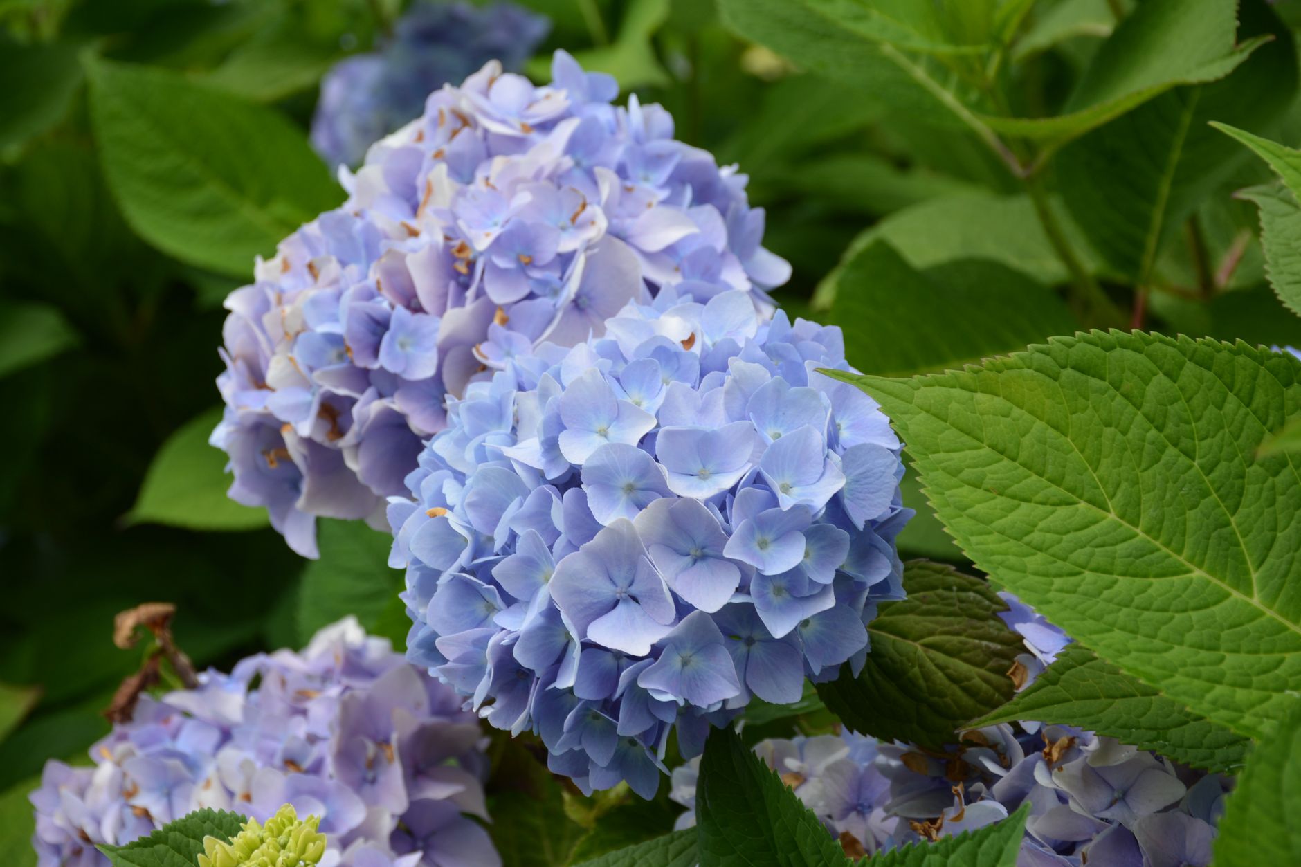 Gros plan sur des fleurs d’hortensia bleu