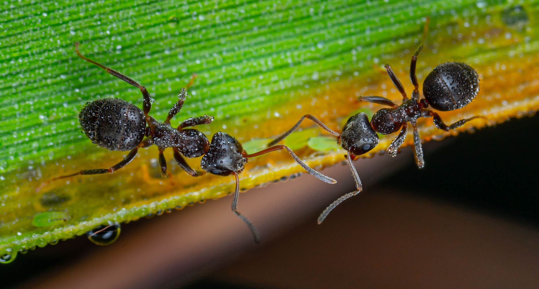 Fourmis sur une feuille verte couverte de rosée