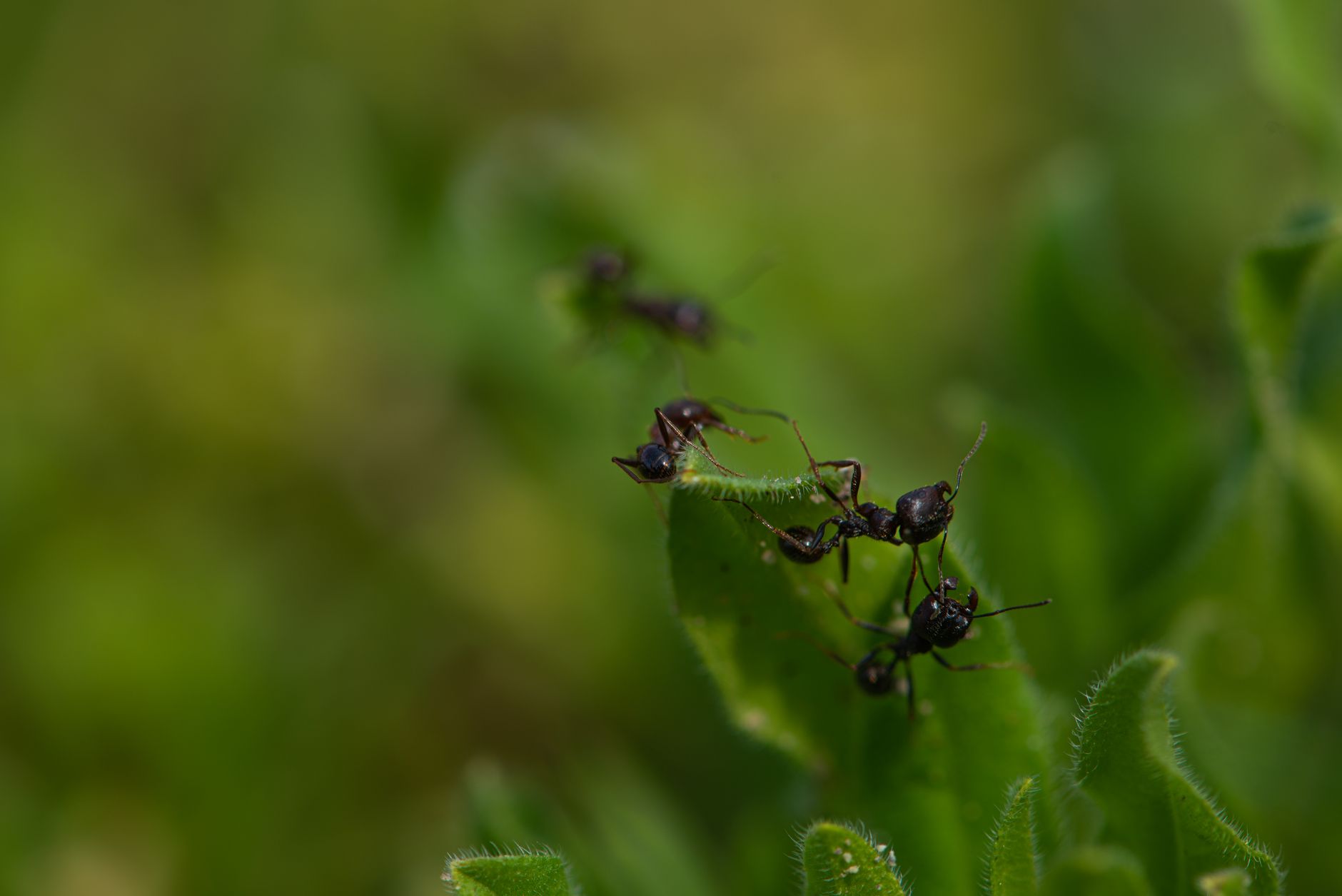 Fourmis noires explorant une feuille