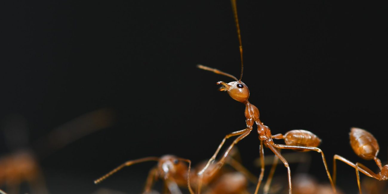 Fourmis rouges observées en gros plan